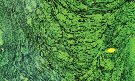 Sometime’s  It Isn’t Always  Good to Go Green