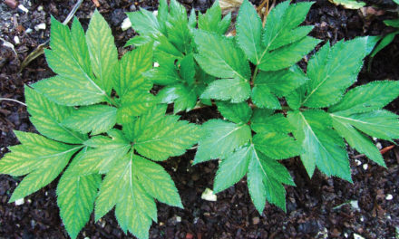 Ashitaba The Miracle Plant?