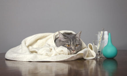 Signs Your Pet Has Seasonal Allergies