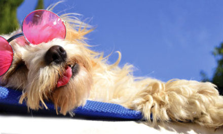 Lounging at Luxury Dog-Friendly Hotels