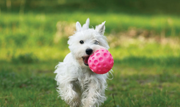 Pet Playgrounds for Your Pooch