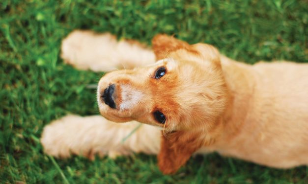 Enjoy Puppy Love this Valentine’s Day