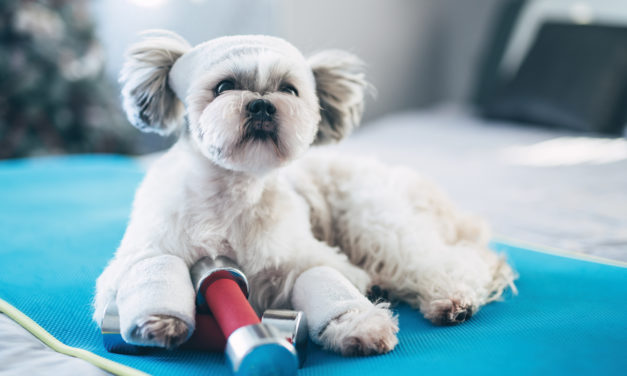 GET THAT PUP IN SHAPE