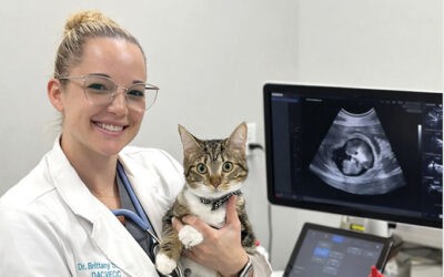 Dr. Brittany Sinclair, BVSc(hons), DACVECC