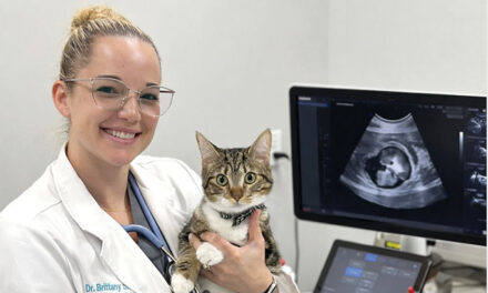 Dr. Brittany Sinclair, BVSc(hons), DACVECC