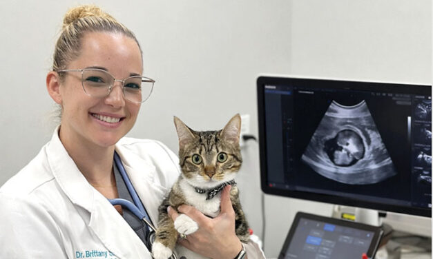 Dr. Brittany Sinclair, BVSc(hons), DACVECC