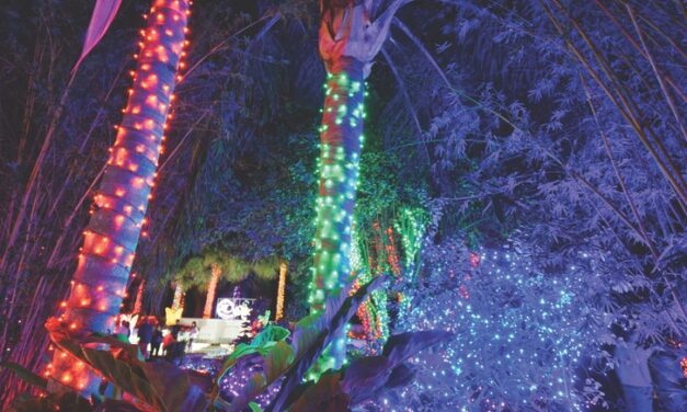 Tampa Bay’s Season of Light